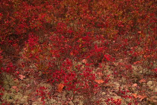 Blueberry Saplings lit by Sunset, Michael Huber Preserve (New Jersey Conservation Foundation), Pine Barrens (4510 SA).jpg